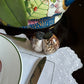 Cowrie Shell Salt and Pepper Shaker. Set of 2.