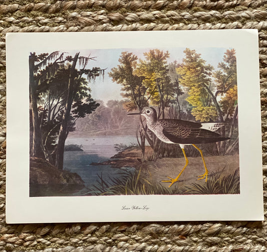 Lesser Yellow Legs Vintage Audubon Print