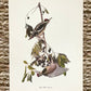 Yellow Bellied Sapsucker Vintage Audubon Print